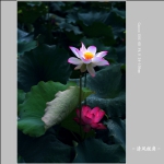 荷花_3544