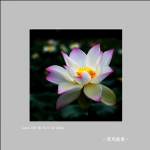 荷花_3547