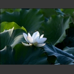 荷