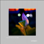 荷花_3667