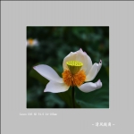 荷花_3561