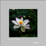 荷花_3559