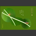 昆虫小品