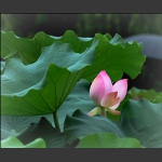 细雨催花开