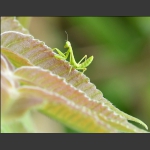 螳螂