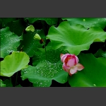 露水荷花