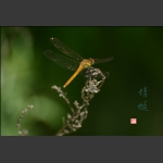 蜻蜓