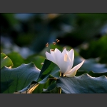 荷
