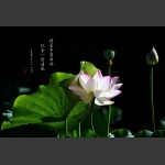 荷颜悦摄