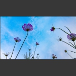 格桑花