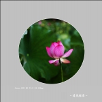 荷花_2143
