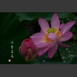 雨季美荷