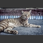 猫
