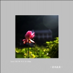 荷花_3469