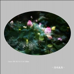 荷花_2141