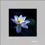 荷花_3501