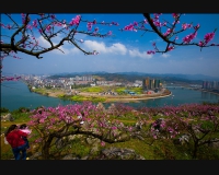 桃花盛开的山城