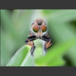 食虫虻