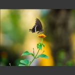 蝶恋花（2）