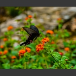蝶恋花（1）
