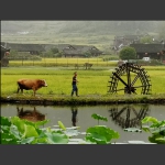 乡村的早晨(手机随拍)
