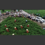 莓茶论坛-专家实地考察茅岩莓生产基地