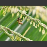 蜜蜂