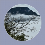 枝立云端