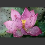 雨荷