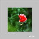 丽春花_2986