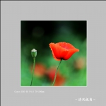 丽春花_2990