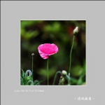 丽春花_2991