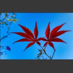双叶染秋