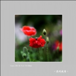 丽春花_2996