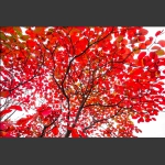 崇山秋叶红似火