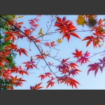 红叶醉秋