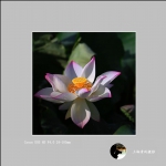 荷花_1573
