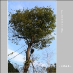 路灯_8758