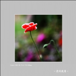 丽春花_2998