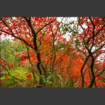 崇山秋色3