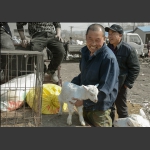 小羊乖乖