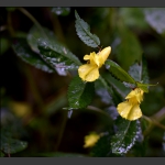 龙虾花