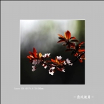 红叶李_2277