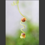 蜗牛 图 2