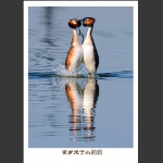 激情中的&#19737;&#19736;