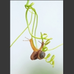 蜗牛图 4