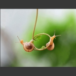 蜗牛图 6