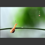 蜗牛图 8