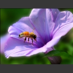 蜜蜂