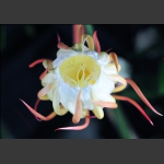 昙花